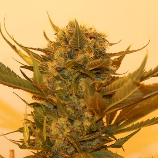 Sour P Cannabis Seeds - Resin Seeds