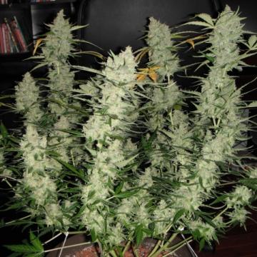 Super Kush Auto Cannabis Seeds - Phoenix Seeds