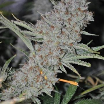 Sweet Tooth Express Auto Cannabis Seeds - Phoenix Seeds