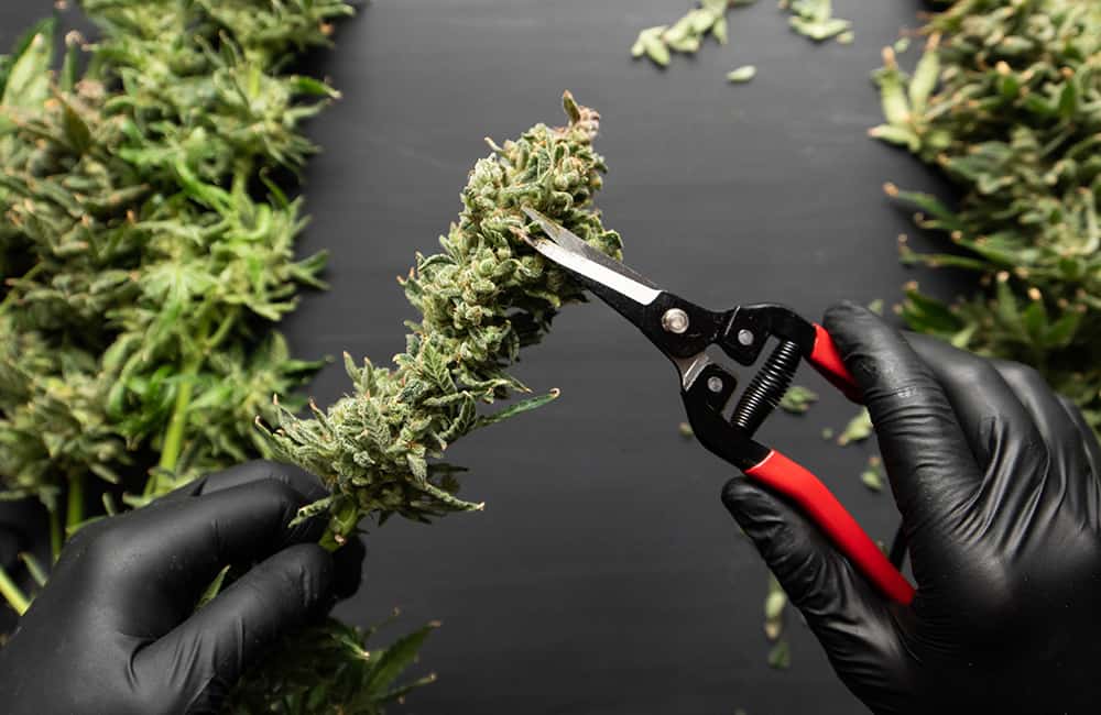How To Trim Cannabis Buds