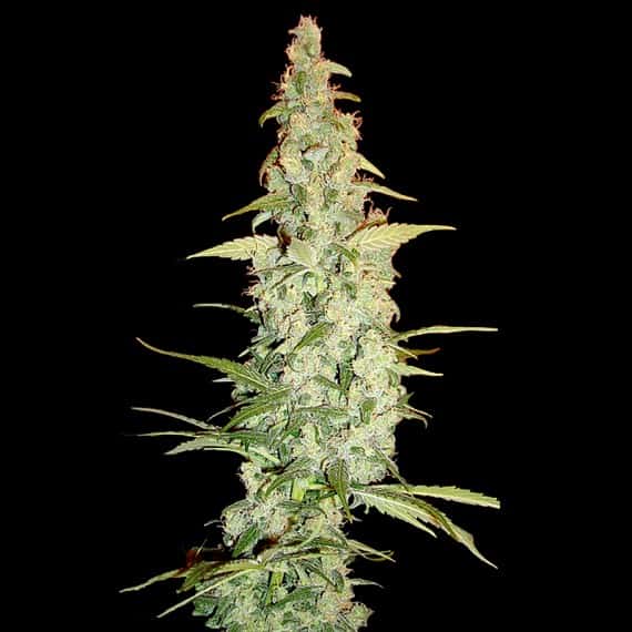 Cole Train Cannabis Seeds - Reserva Privada