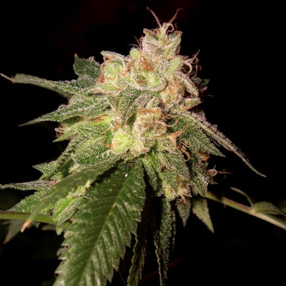 OG Kush Cannabis Seeds - Reserva Privada