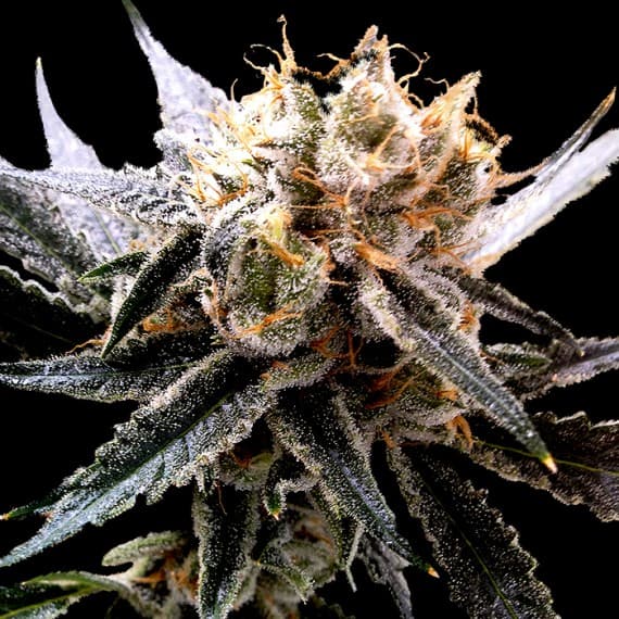 Sour Tangie Cannabis Seeds - Reserva Privada