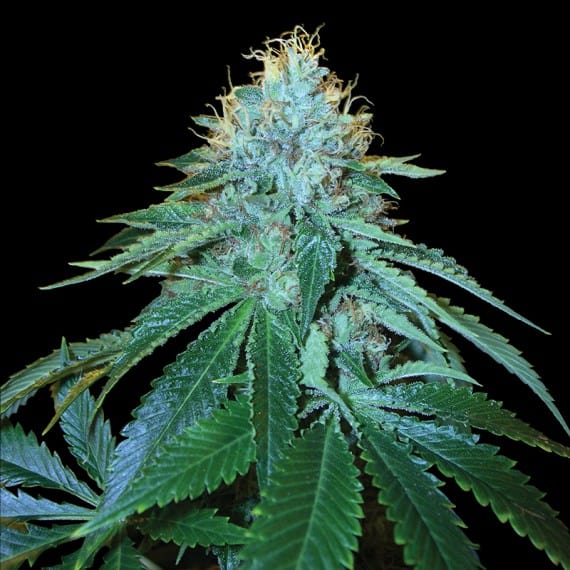 The OG #18 Cannabis Seeds - Reserva Privada