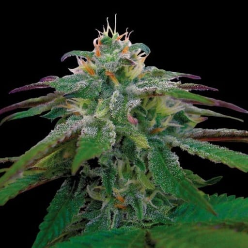 X18 Pure Pakistani Cannabis Seeds - Reserva Privada