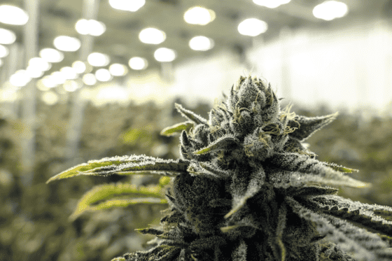 Growing Amnesia Haze Cannabis: The Ultimate Guide