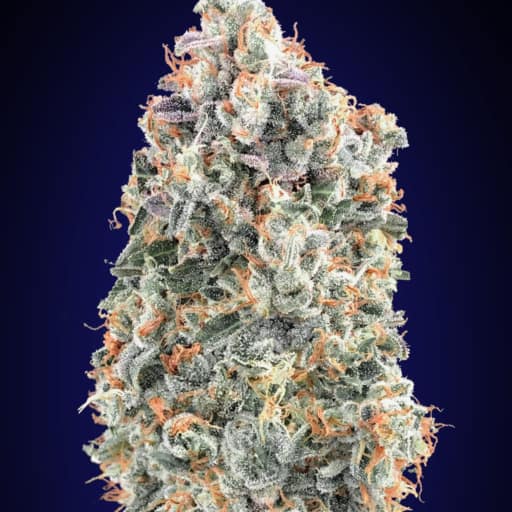 Blueberry Fast - 00 Seeds