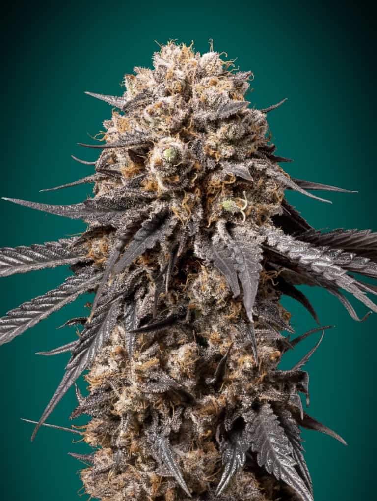 Bubba's Gift - 00 Seeds