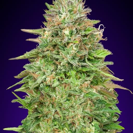 Critical Poison Fast - 00 Seeds