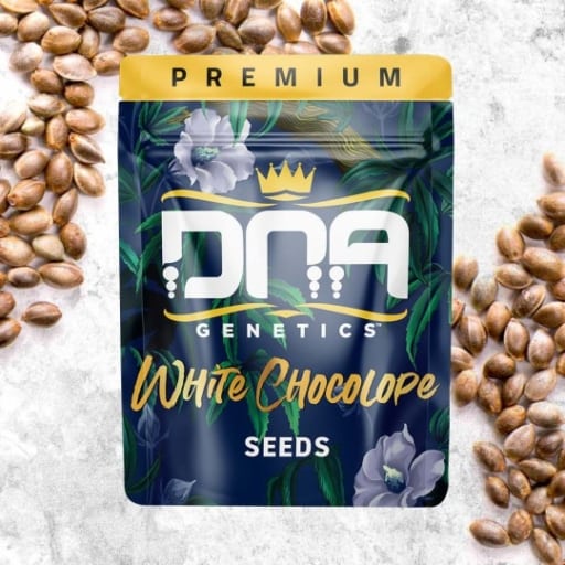 White Chocolope Seeds - DNA Genetics
