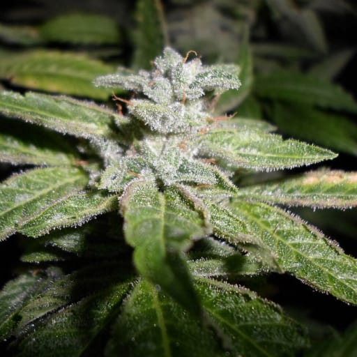 Fromage Blue Seeds - Pheno Finder Seeds