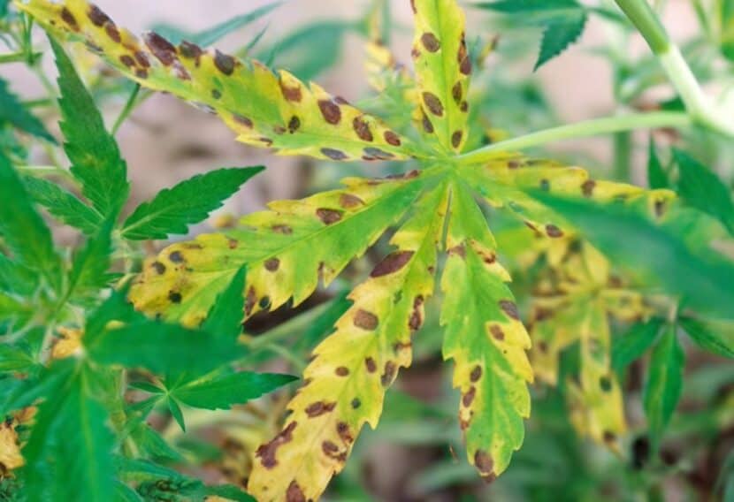 Leaf Septoria on Cannabis