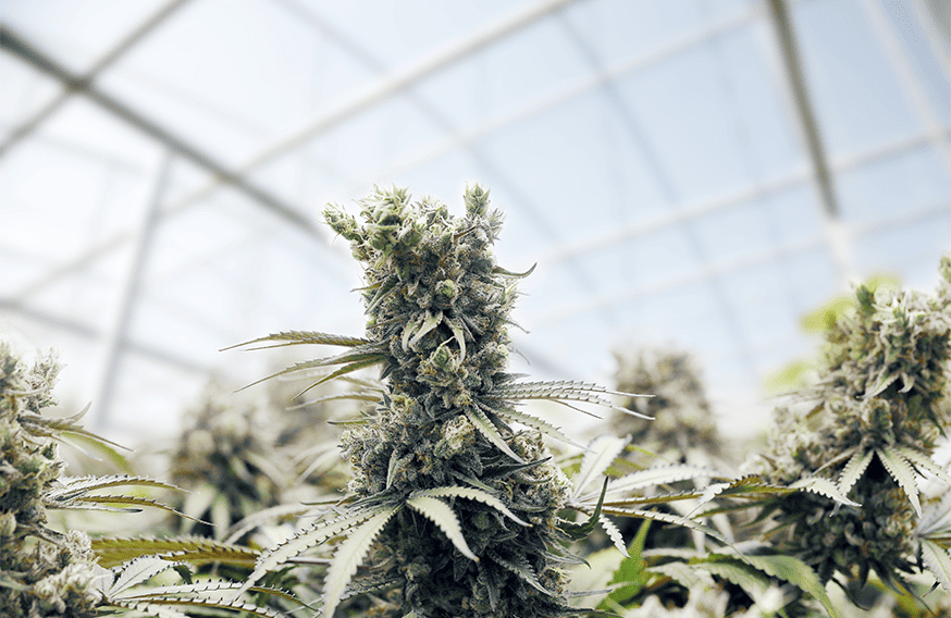 When To Harvest Cannabis Plants?
